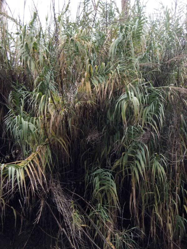 Arundo donax