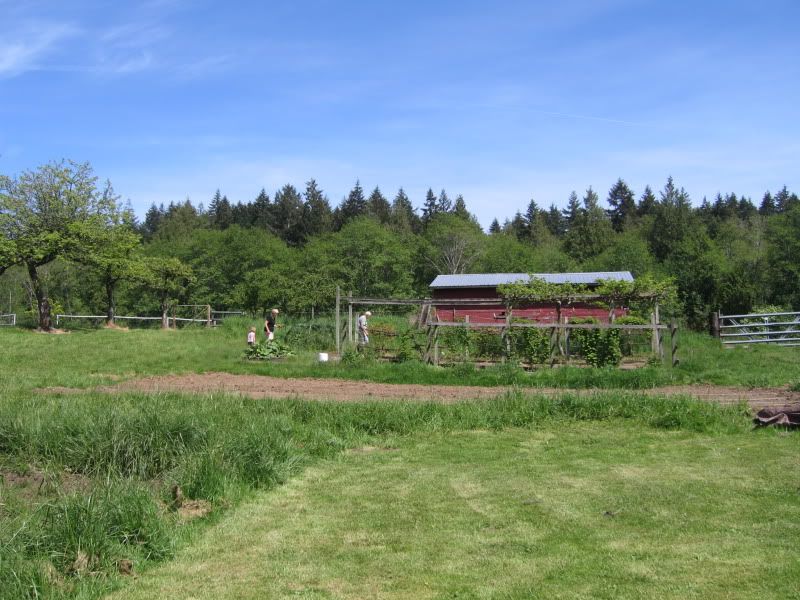 the old barn and perennial area