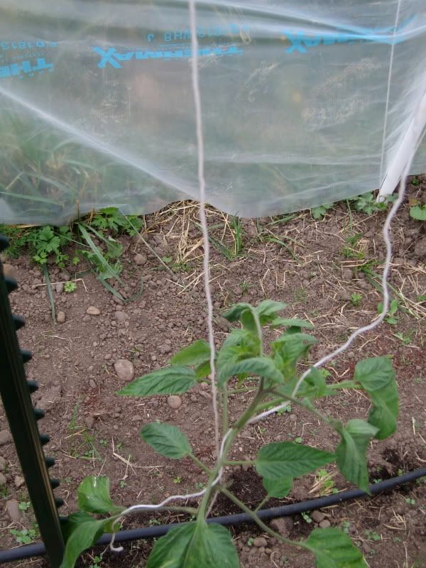 Tomato trellised