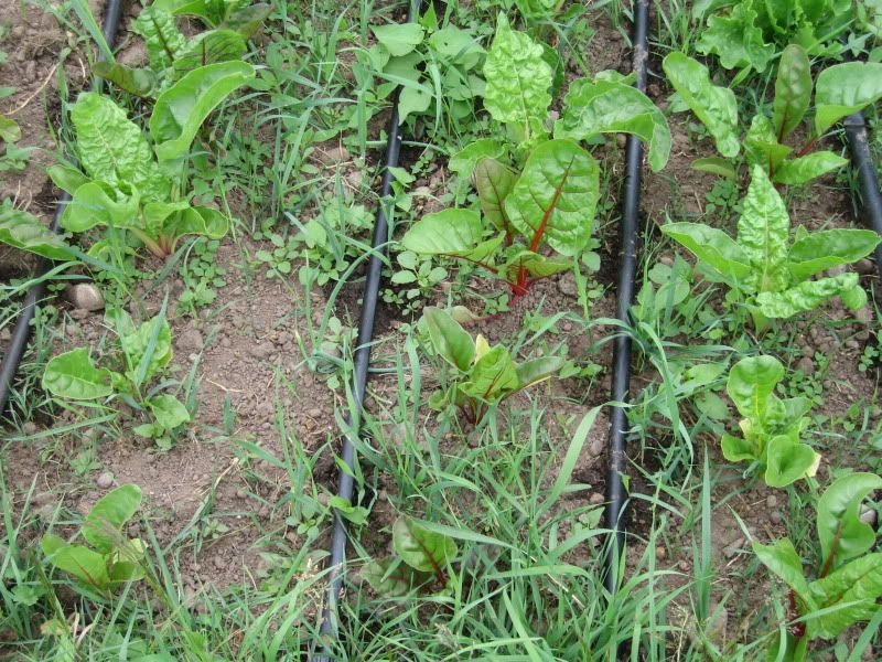 lettuce and chard