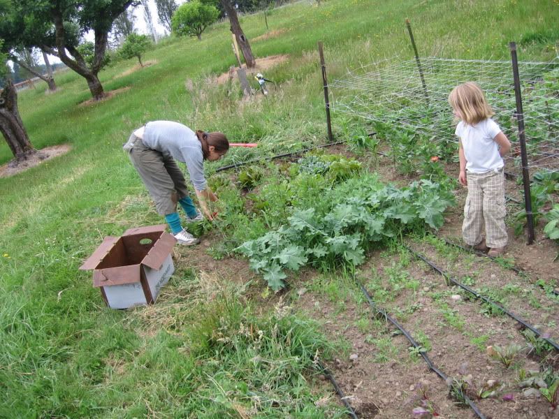 Maddy and Hillary Harvesting