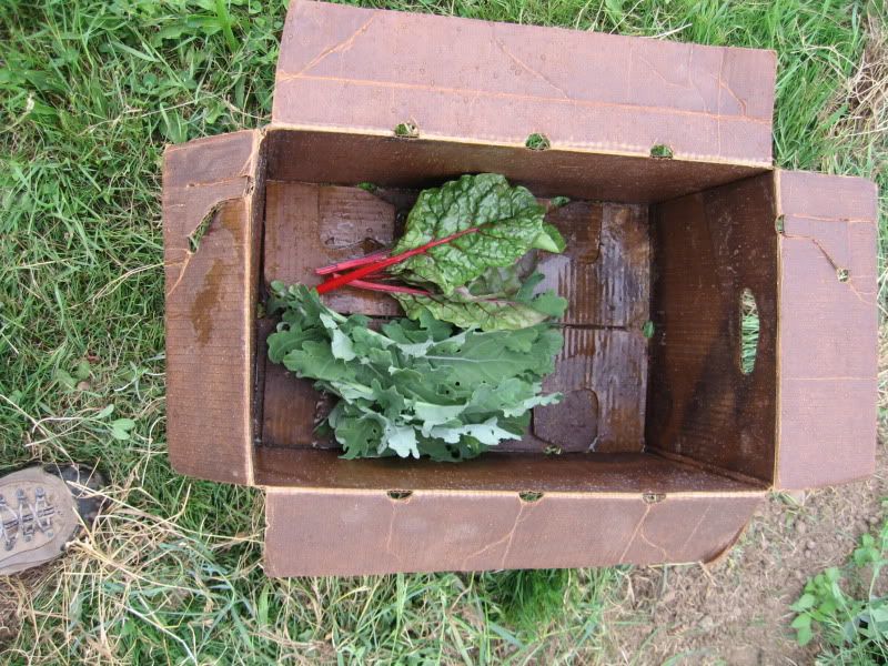 Kale and Swiss Chard Harvest
