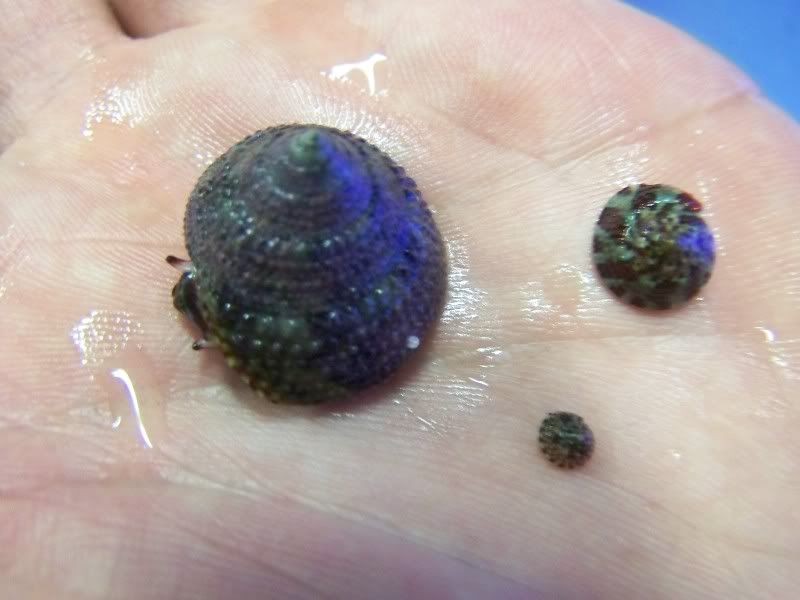 Breeding Trochus Snails **PICS** Reef Central Online Community