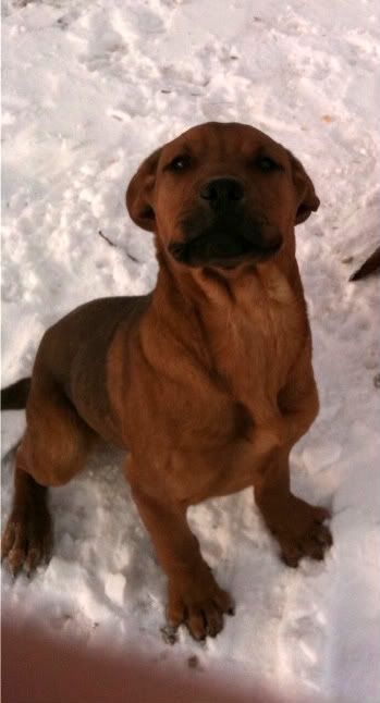 pup-1-1.jpg