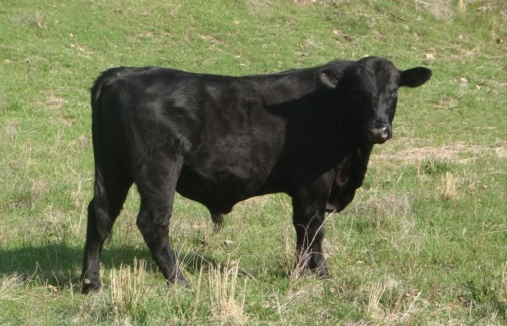 Ultra Black Bull? Page 2