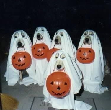 Dog_Halloween.jpg