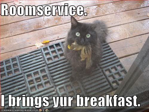 funny-pictures-roomservice-cat-brin.jpg