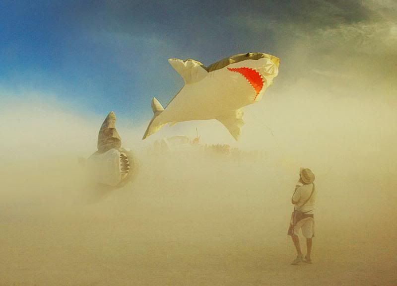 Land Shark photo land_shark.jpg