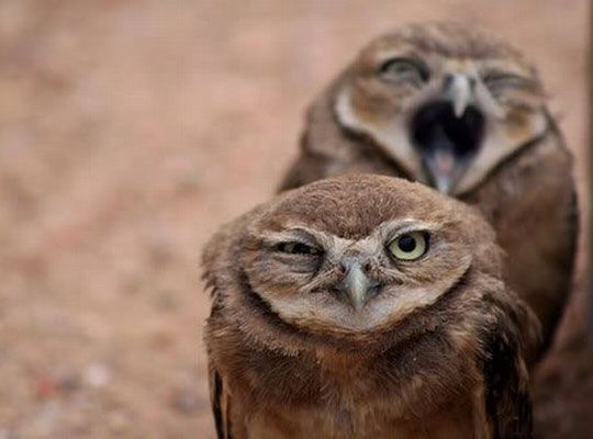 funny-angry-owls-laughing_zps0ef60909.jpg