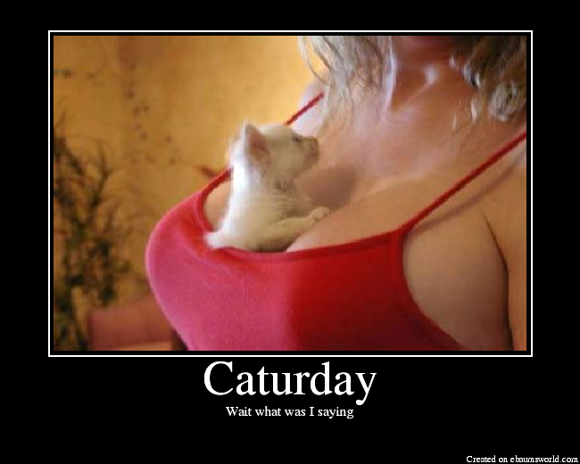 Caturday-2.png