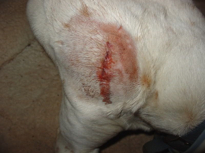 Anybody stitch their animals? - Homesteading Questions