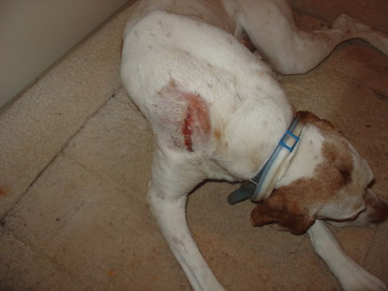 Anybody stitch their animals? - Homesteading Questions