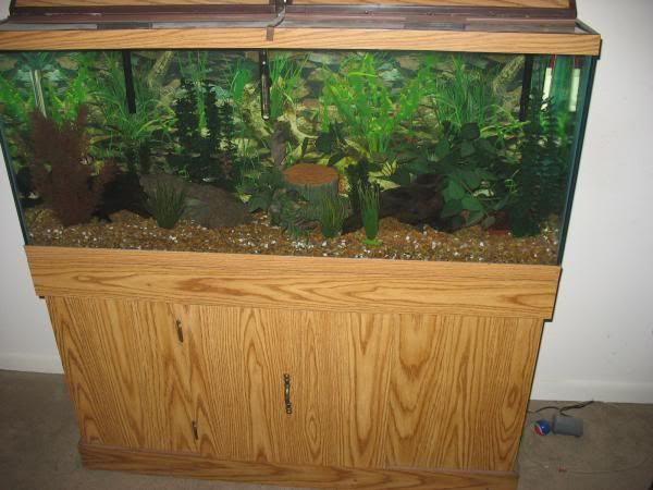 Stock My Tank | Cichlid Fish Forum