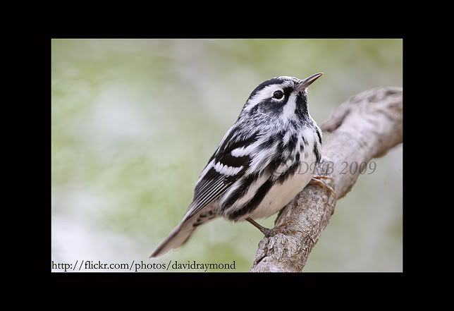 IMAGE: http://i64.photobucket.com/albums/h200/davebreal/bwWarbler.jpg