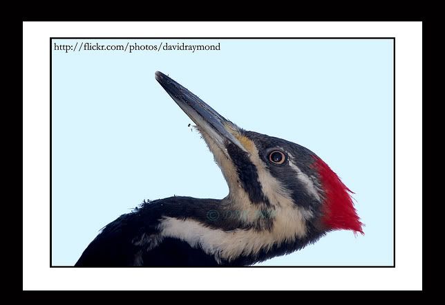 IMAGE: http://i64.photobucket.com/albums/h200/davebreal/pileated.jpg