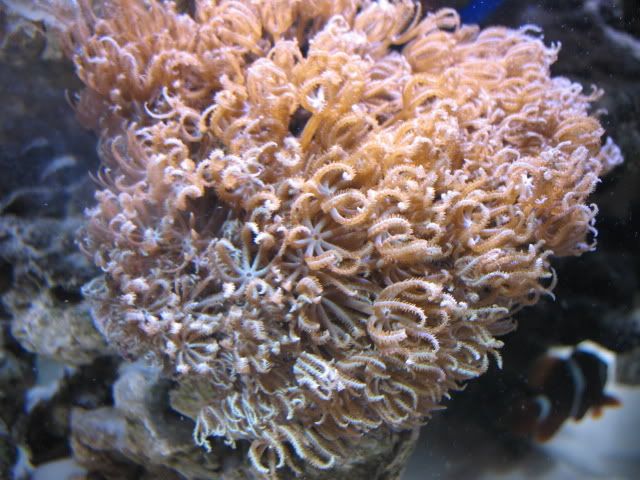 Blue Anthelia