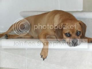 bella.jpg picture by katiekatiek