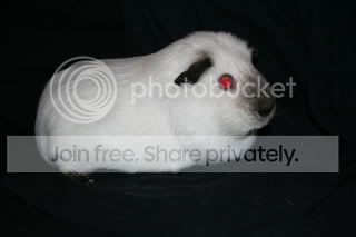 IvyChey045-1.jpg
