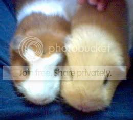 Picture35-1-1-1.jpg
