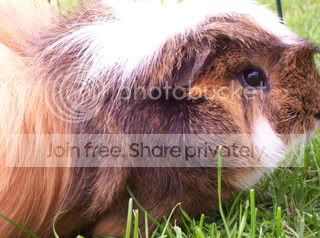 Piggies001.jpg