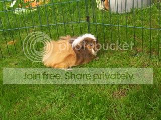 Piggies010.jpg