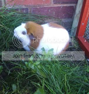 Sylvester-Beautiful.jpg