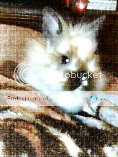 bunny020_zps4df36b18 photo bunny020_zps4df36b18.jpg